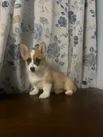 King, a male Pembroke Welsh Corgi for sale in Durham, CT – Photo 5 of 10