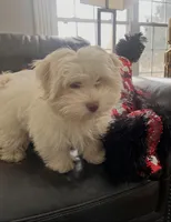 Bear, a male Havanese for sale in Durham, CT – Photo 7 of 10