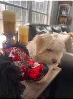 Bear, a male Havanese for sale in Durham, CT – Photo 2 of 10