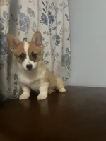 King, a male Pembroke Welsh Corgi for sale in Durham, CT – Photo 6 of 10