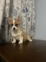 King, a male Pembroke Welsh Corgi for sale in Durham, CT – Photo 7 of 10