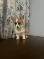 King, a male Pembroke Welsh Corgi for sale in Durham, CT – Photo 9 of 10