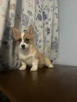 King, a male Pembroke Welsh Corgi for sale in Durham, CT – Photo 8 of 10