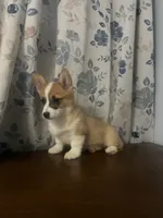 King, a male Pembroke Welsh Corgi for sale in Durham, CT – Photo 4 of 10