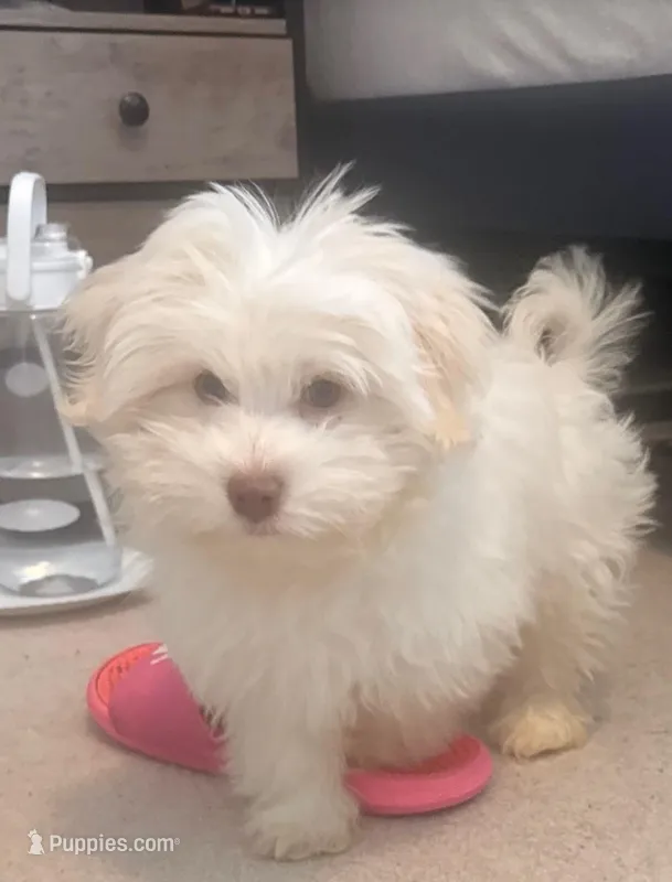 Bear, a male Havanese for sale in Durham, CT – Photo 1 of 10
