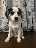 Dany , a male Cockapoo and Alaskan Klee Kai for sale in Durham, CT – Photo 7 of 10