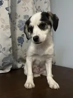 Dany , a male Cockapoo and Alaskan Klee Kai for sale in Durham, CT – Photo 6 of 10