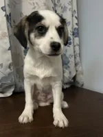 Dany , a male Cockapoo and Alaskan Klee Kai for sale in Durham, CT – Photo 4 of 10