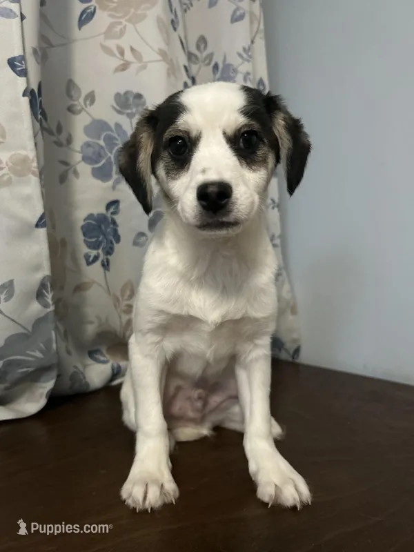 Dany , a male Cockapoo and Alaskan Klee Kai for sale in Durham, CT – Photo 1 of 10