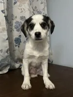 Dany , a male Cockapoo and Alaskan Klee Kai for sale in Durham, CT – Photo 1 of 10