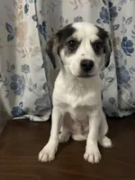 Dany , a male Cockapoo and Alaskan Klee Kai for sale in Durham, CT – Photo 8 of 10