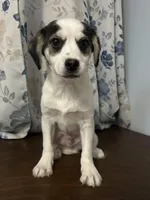 Dany , a male Cockapoo and Alaskan Klee Kai for sale in Durham, CT – Photo 9 of 10