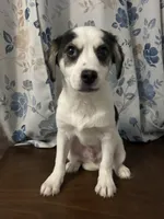 Dany , a male Cockapoo and Alaskan Klee Kai for sale in Durham, CT – Photo 3 of 10