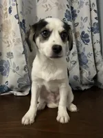 Dany , a male Cockapoo and Alaskan Klee Kai for sale in Durham, CT – Photo 10 of 10