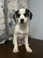 Dany , a male Cockapoo and Alaskan Klee Kai for sale in Durham, CT – Photo 2 of 10