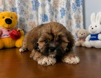 Storm , a male Lhasa Apso for sale in Durham, CT – 10 of 10