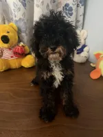 Danny, a male Havapoo for sale in Durham, CT – 5 of 10