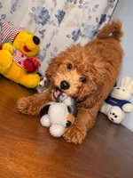 Milo, a male Miniature Goldendoodle for sale in Durham, CT – 5 of 10