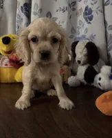 Lu, a female Cocker Spaniel for sale in Durham, CT – 5 of 10