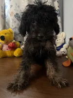 Milo, a male Yorkipoo for sale in Durham, CT – 3 of 10