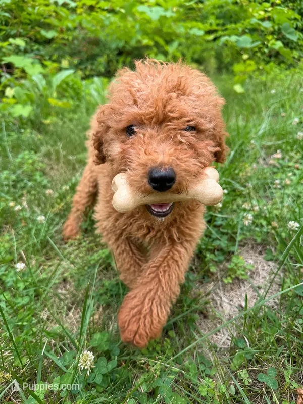 Fawn – Miniature Goldendoodle puppy for sale in Durham, CT