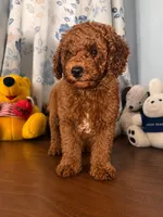 Brown, a male Poodle - Miniature  for sale in Durham, CT – 4 of 10