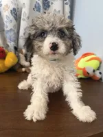 Bingo, a male Cockapoo for sale in Durham, CT – 3 of 10
