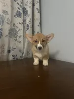 Hazel, a female Pembroke Welsh Corgi for sale in Durham, CT – Photo 2 of 10