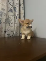 Hazel, a female Pembroke Welsh Corgi for sale in Durham, CT – Photo 8 of 10