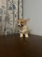 Hazel, a female Pembroke Welsh Corgi for sale in Durham, CT – Photo 9 of 10