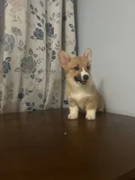 Hazel, a female Pembroke Welsh Corgi for sale in Durham, CT – Photo 7 of 10