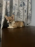 Hazel, a female Pembroke Welsh Corgi for sale in Durham, CT – Photo 3 of 10