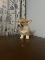 Hazel, a female Pembroke Welsh Corgi for sale in Durham, CT – Photo 1 of 10