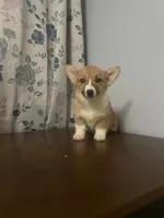 Hazel, a female Pembroke Welsh Corgi for sale in Durham, CT – Photo 6 of 10