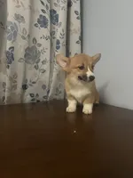 Hazel, a female Pembroke Welsh Corgi for sale in Durham, CT – Photo 10 of 10