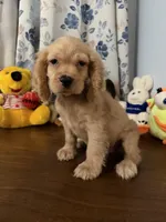 Maya, a female Cocker Spaniel for sale in Durham, CT – 9 of 10