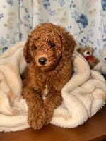 Brown, a male Poodle - Miniature  for sale in Durham, CT – 3 of 10