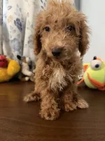 Linda, a female Havapoo for sale in Durham, CT – 7 of 10