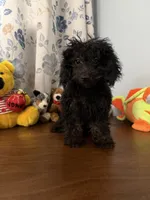 Lu, a female Yorkipoo for sale in Durham, CT – 3 of 10
