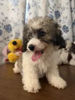 Daisy , a female Cockapoo for sale in Durham, CT – 10 of 10