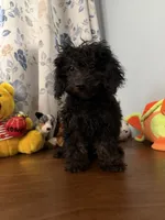 Lu, a female Yorkipoo for sale in Durham, CT – 2 of 10