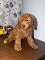 Daisey , a female Miniature Goldendoodle for sale in Durham, CT – 6 of 10