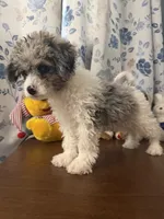 Bingo, a male Cockapoo for sale in Durham, CT – 2 of 10