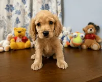 Bingo, a male Cocker Spaniel for sale in Durham, CT – 7 of 10