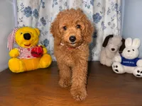 Bailey , a male Miniature Goldendoodle for sale in Durham, CT – 6 of 10