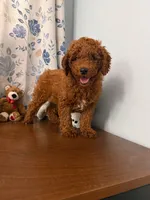 Brown, a male Poodle - Miniature  for sale in Durham, CT – 5 of 10
