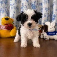 Joe , a male Morkie for sale in Durham, CT – 5 of 10