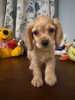 Jess, a female Cocker Spaniel for sale in Durham, CT – 9 of 10
