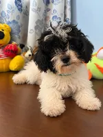 Jena, a female Bichpoo for sale in Durham, CT – 4 of 10
