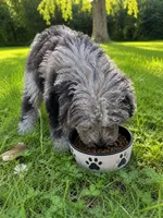 Lee, a male Cavapoo for sale in Durham, CT – 5 of 10